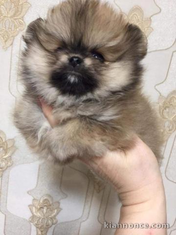 Chiots Spitz Nain disponibles de suite