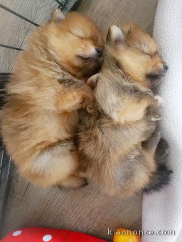 Chiots Spitz Nain disponibles de suite