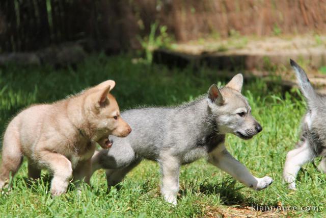 Chiots de race Shiba Inu disponibles de suite