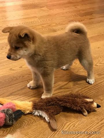 Chiots de race Shiba Inu disponibles de suite