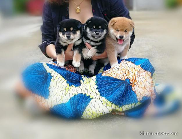 Chiots de race Shiba Inu disponibles de suite
