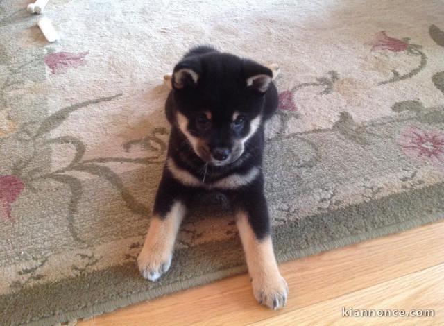 Chiots de race Shiba Inu disponibles de suite