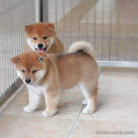 Chiots de race Shiba Inu disponibles de suite