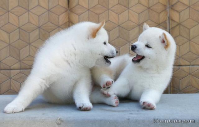 Chiots de race Shiba Inu disponibles de suite