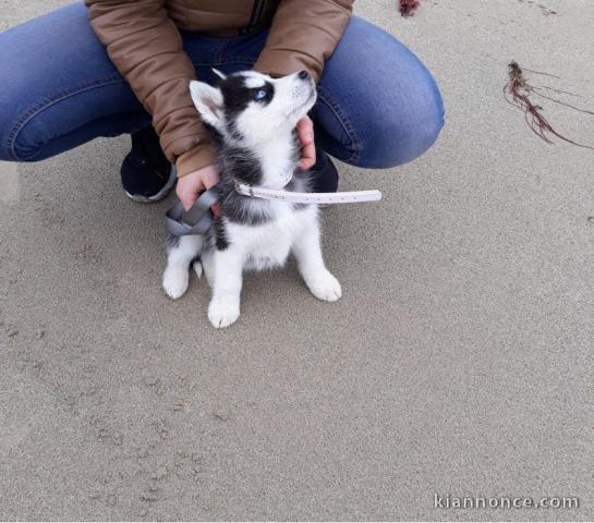 A Donner Chiot Husky Sibérien Mâle Femelle