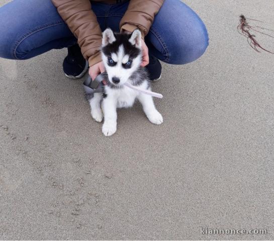 A Donner Chiot Husky Sibérien Mâle Femelle
