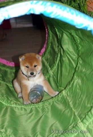 Chiot Shiba Inu males et femelle a donner