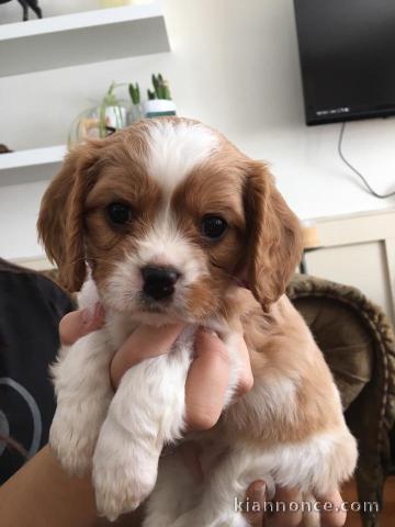 Cavalier King Charles Femelle A DONNER