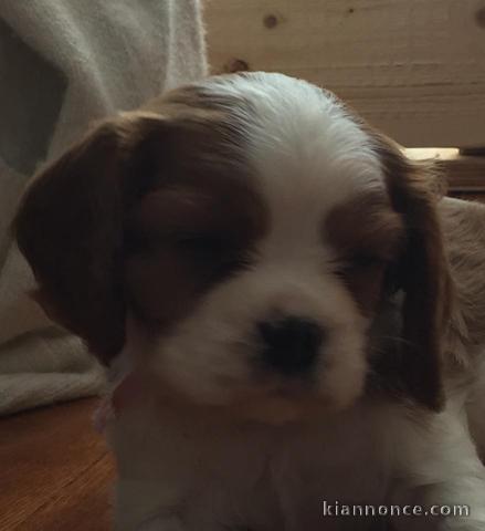 Cavalier King Charles Femelle A DONNER