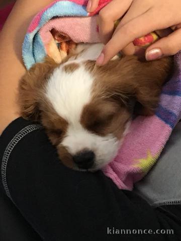 Cavalier King Charles Femelle A DONNER