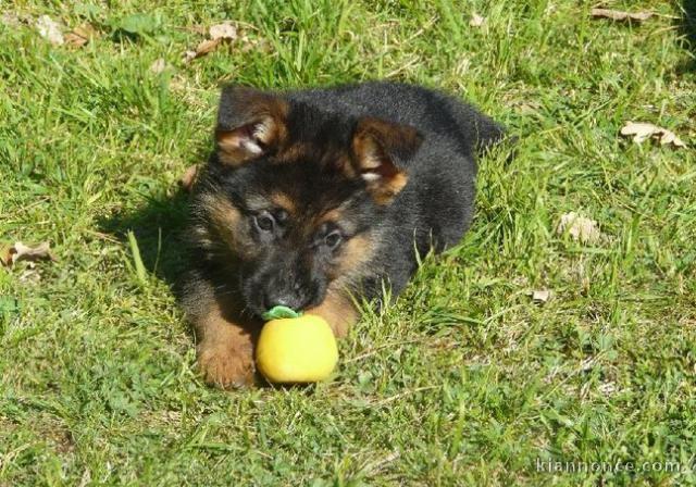Magnifique chiot berger Allemand a donner