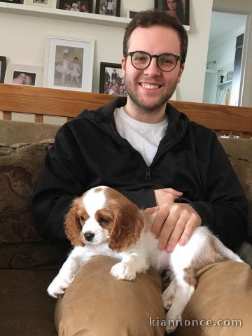 Cavalier King Charles Femelle A DONNER