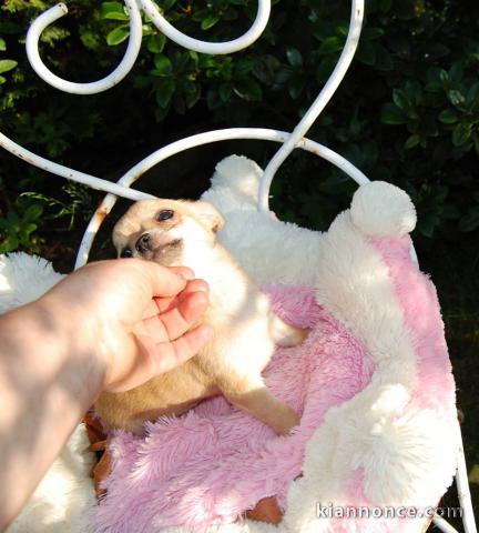 Magnifique  chihuahua disponible