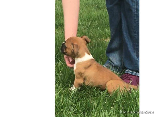 BOXER PURE RACE A DONNER