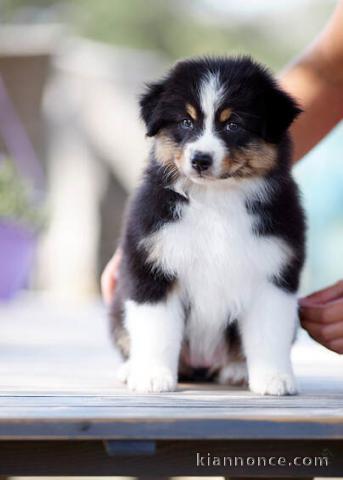 Chiots Berger australien 