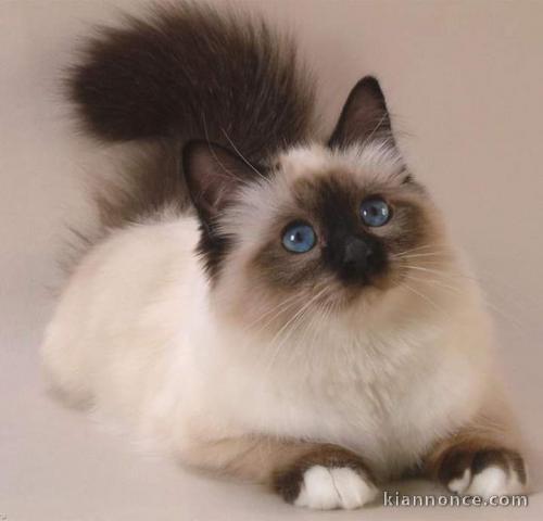 Chaton sacré de Birmanie 