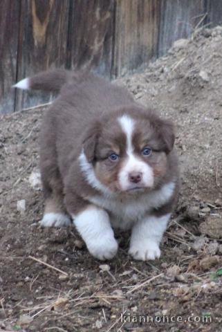 Jolis chiots berger australien