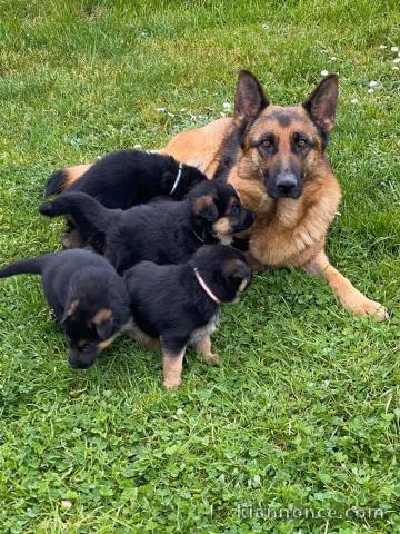  CHIOTS BERGER ALLEMAND PURE RACE