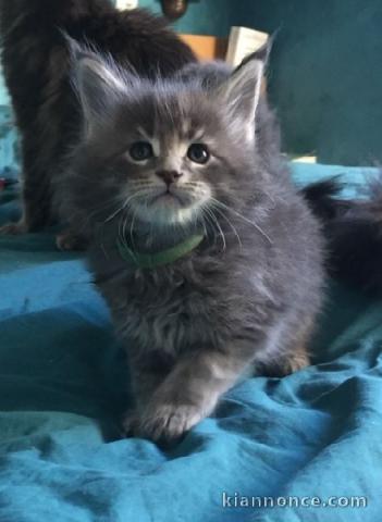 Chatons maine coon très adorable