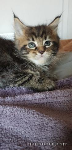 vrai filou  : chaton maine coon ( nono )