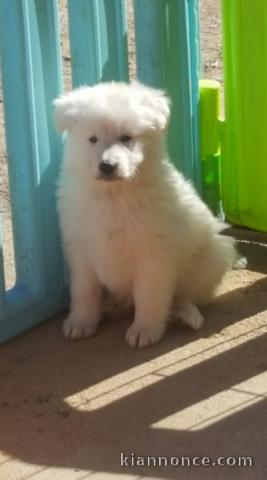 Berger blanc Suisse très câlin 