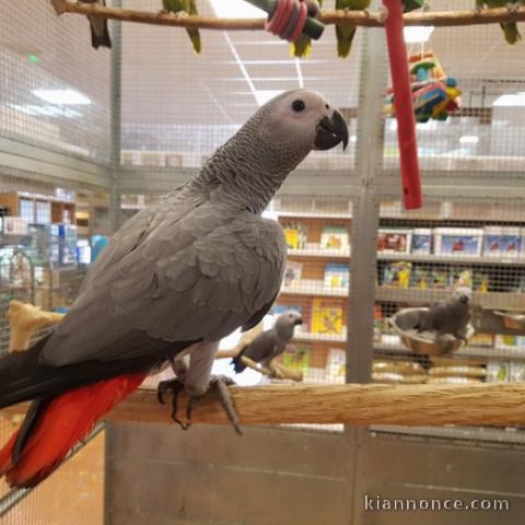 gris du Gabon mâle apprivoisé