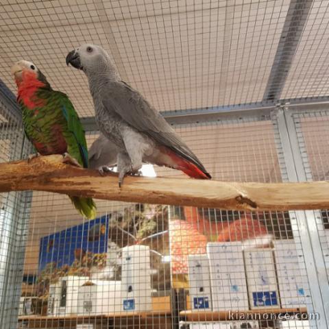 Gris du Gabon bon parleur