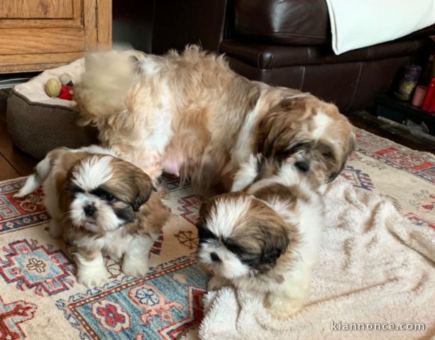 Chiots Shih Tzu LOF Disponible de suite