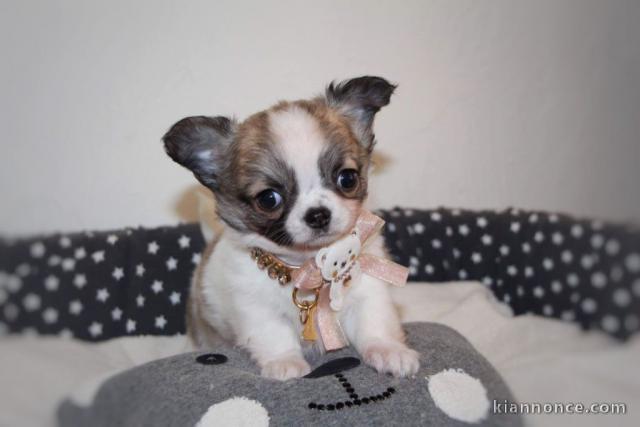 A donner Jolie Demoiselle chiot chihuahua femelle