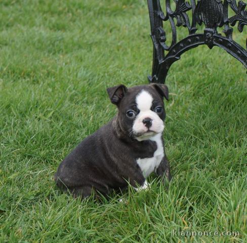 A donner Adorable Chiot Boston Terrier Femelle