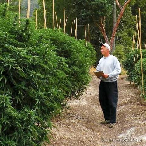 cultivateur à domicile avec un énorme rendement en variétés