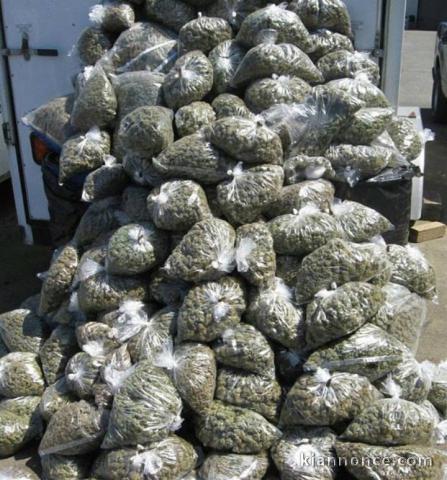 cultivateur à domicile avec un énorme rendement en variétés