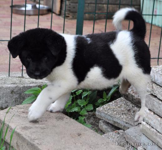 Chiot de race Akita americain Femelle à donner