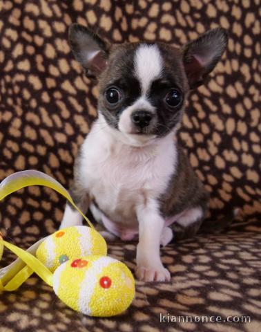 Chihuahua A donner contre bon soins