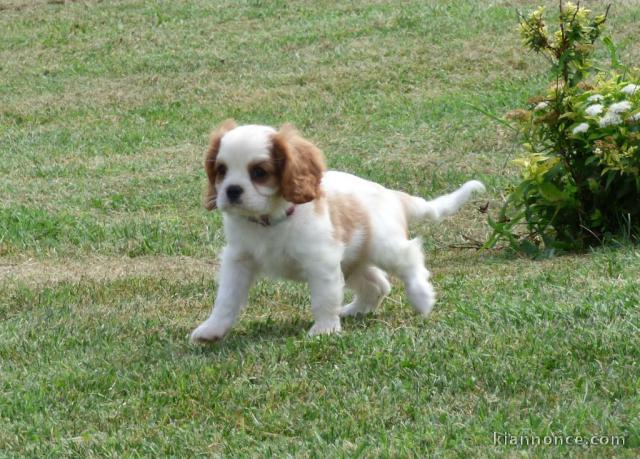 A donner chiot  Cavalier King Charles femelle