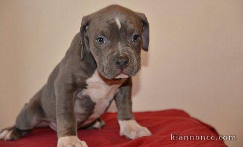 Chiots PITBULL Americain pour adoption