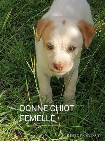 Chiots à donner  en très bonne santé 