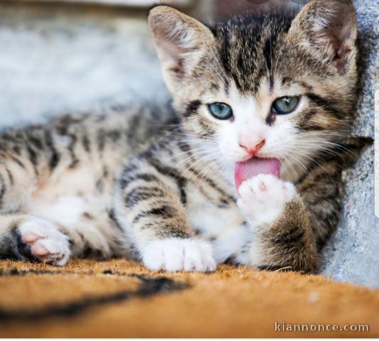 Recherche bébé chat  sur Amiens 
