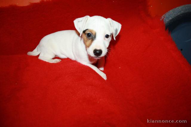 chiots jack russell disponible
