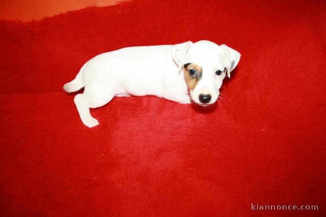 chiots jack russell disponible de suite