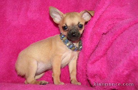 Chiots chihuahua pour bonne maison