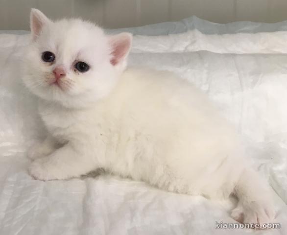 Chaton Scottish Straight