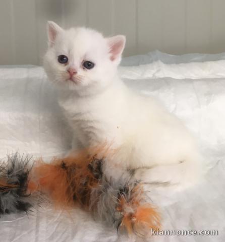 Chaton Scottish Straight a donner