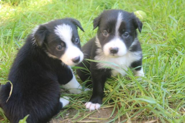 Chiots Border Collie j offre