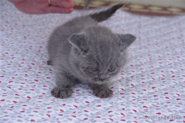 Chaton Scottish Fold disponible
