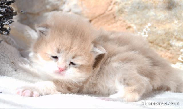 Chaton British Shorthair et Longhair