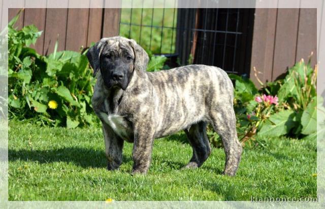 Chiot Dogo Canario adorable