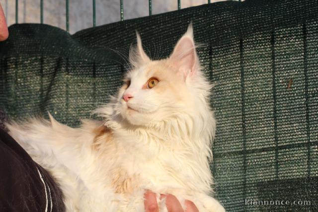 Chatons Maine Coon agé de 3 mois