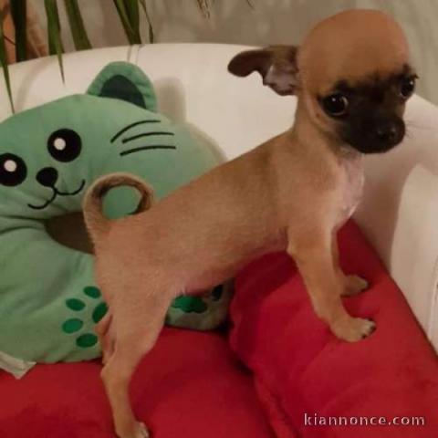 adorable  chiot chihuahua