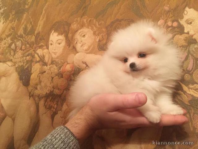 Disponible de suite Chiots Spitz Nain Poméranien